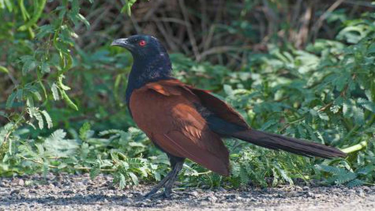 The Greater Coucal is not your average cuckoo