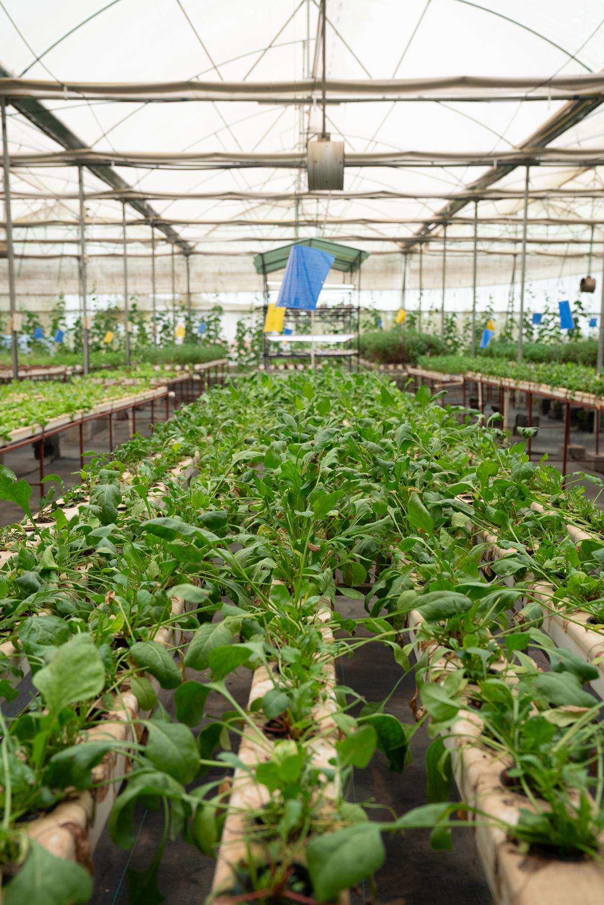 Inside the greenhouse at The First House, Goa