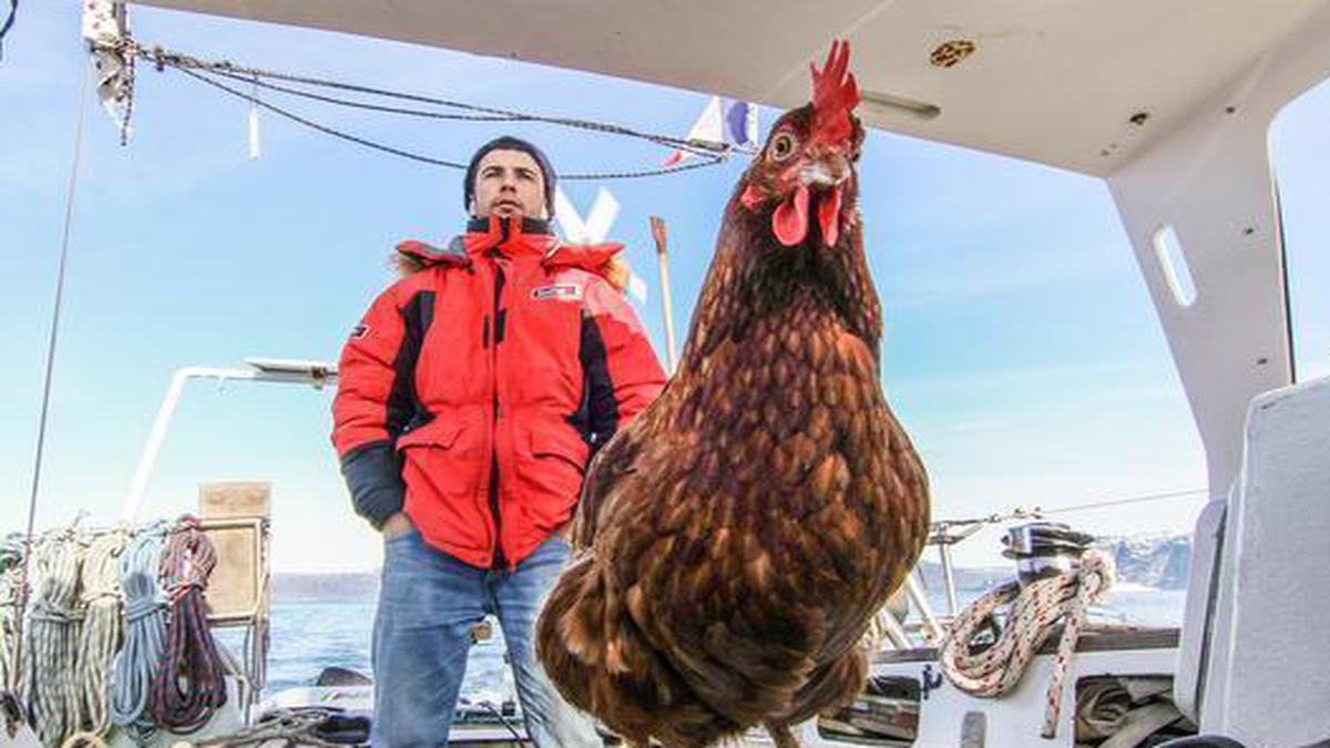 Travel the world like Guirec Soudée and his unlikely companion Monique: This hen on the go is no chicken