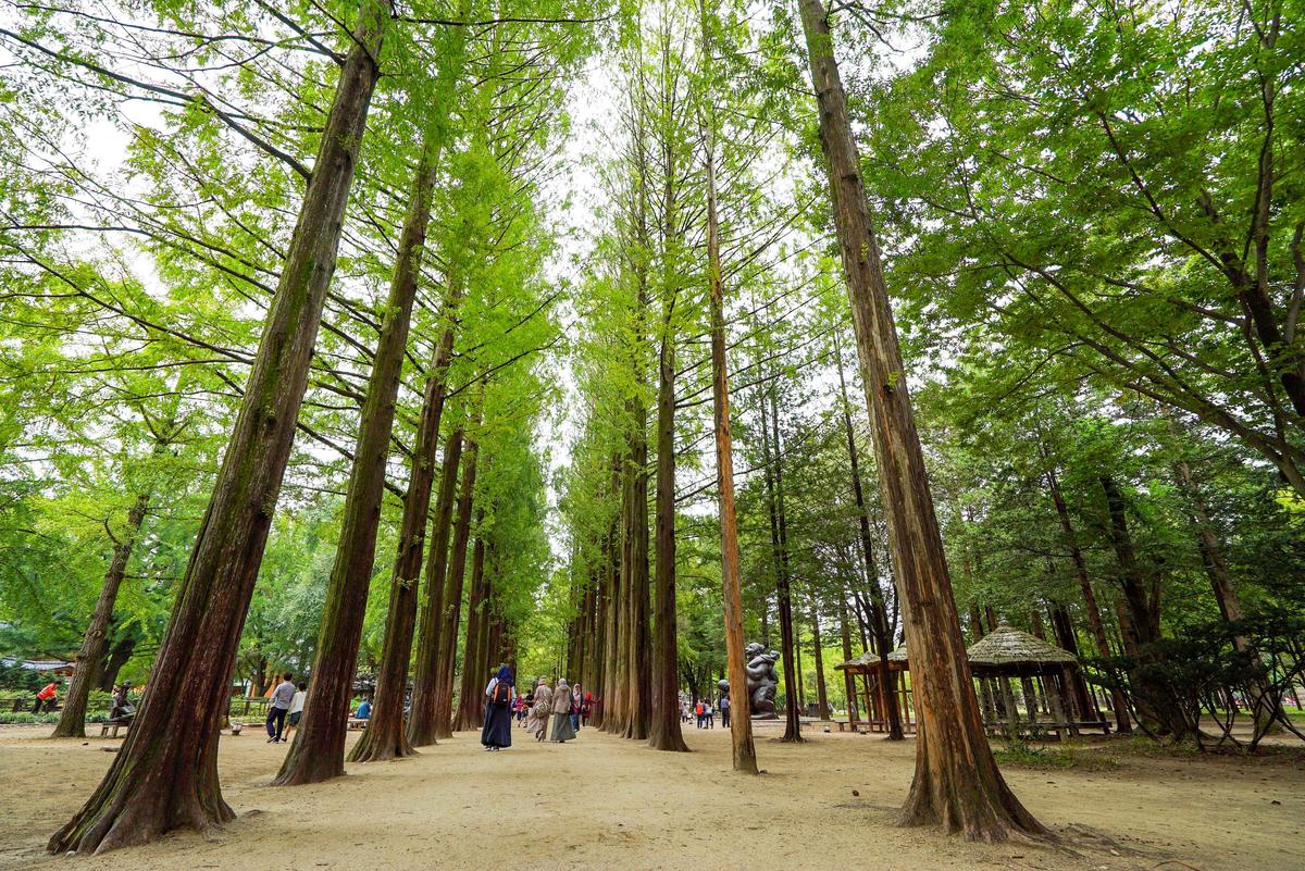 Tall trees frame the walking paths at Nami Island 