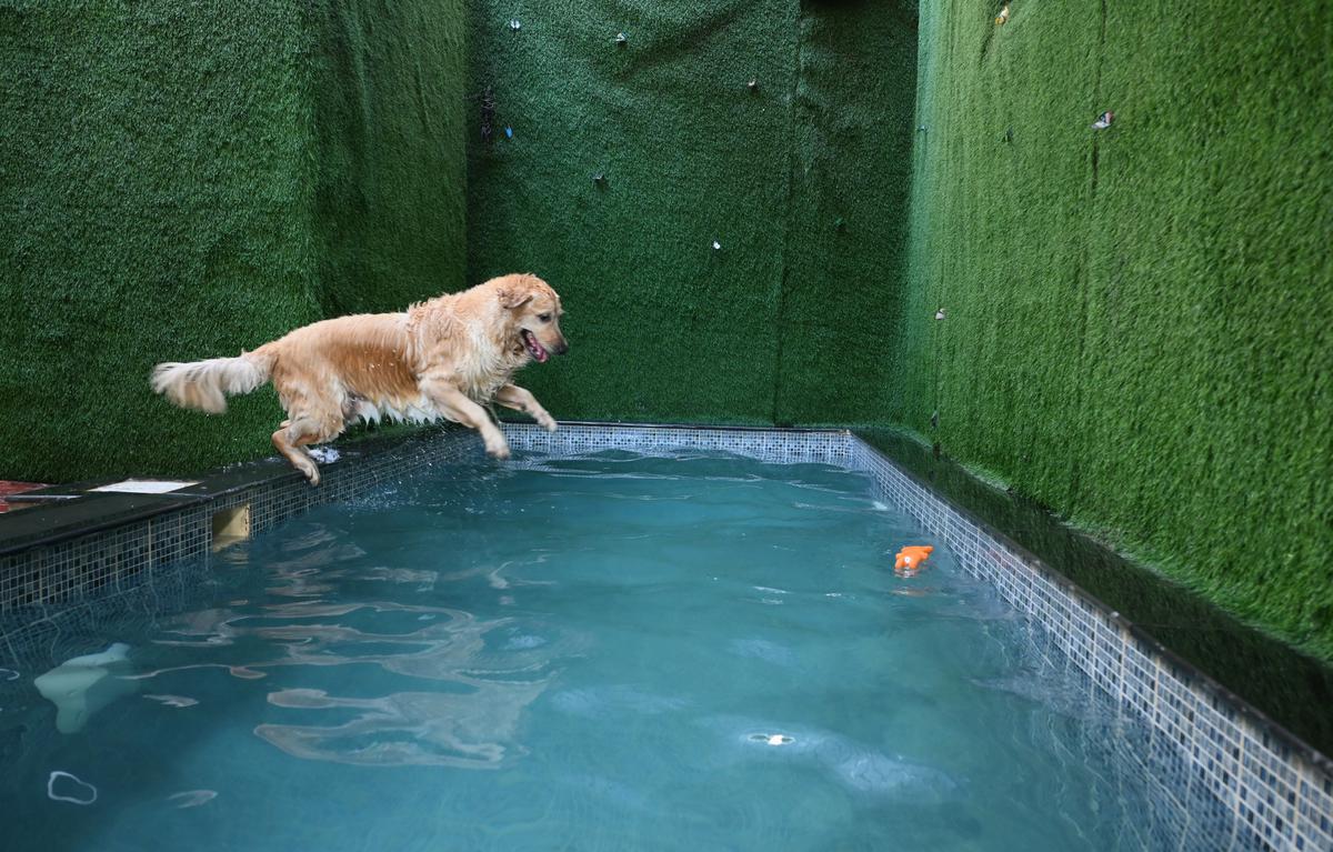 Jumping into the pool at Pets 101
