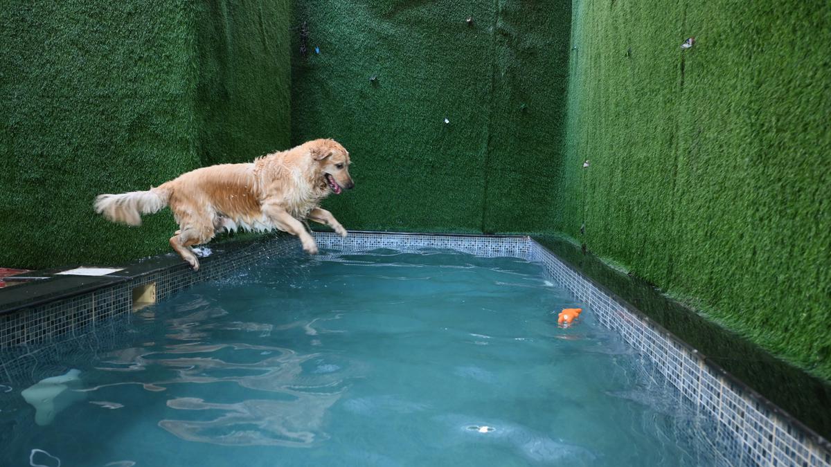 Take your furry friends to Chennai’s pet swimming pools this summer