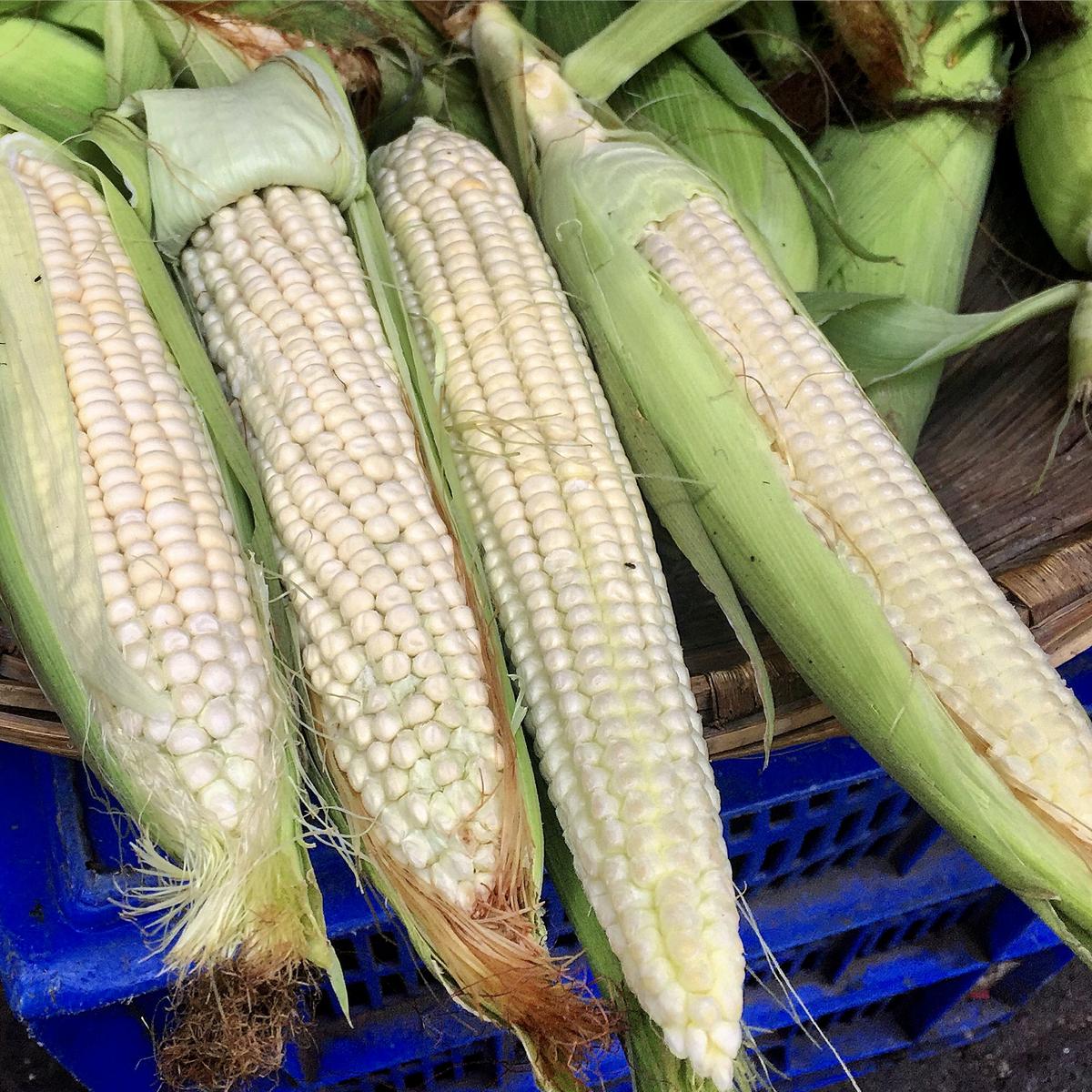 Desi white corn at the Grant Road market in 2016. Zacharias has not been seen at the market since.