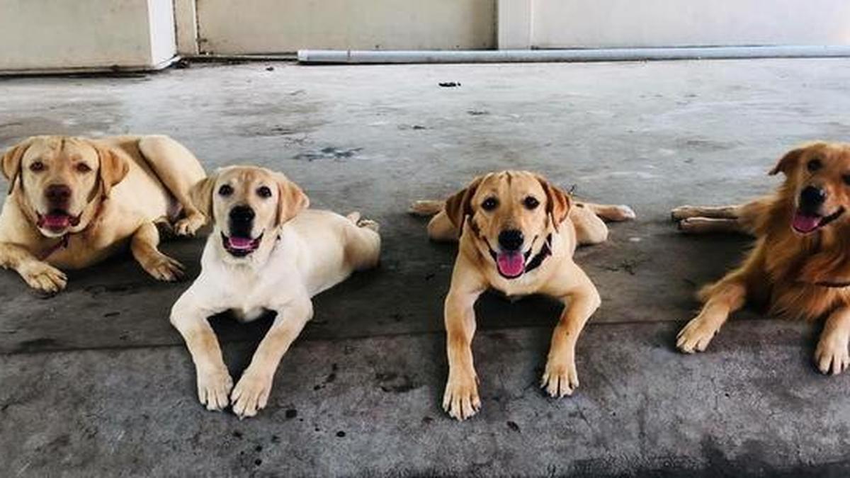 How pet boardings in Kerala capital come in handy for animal lovers in times of need The Hindu