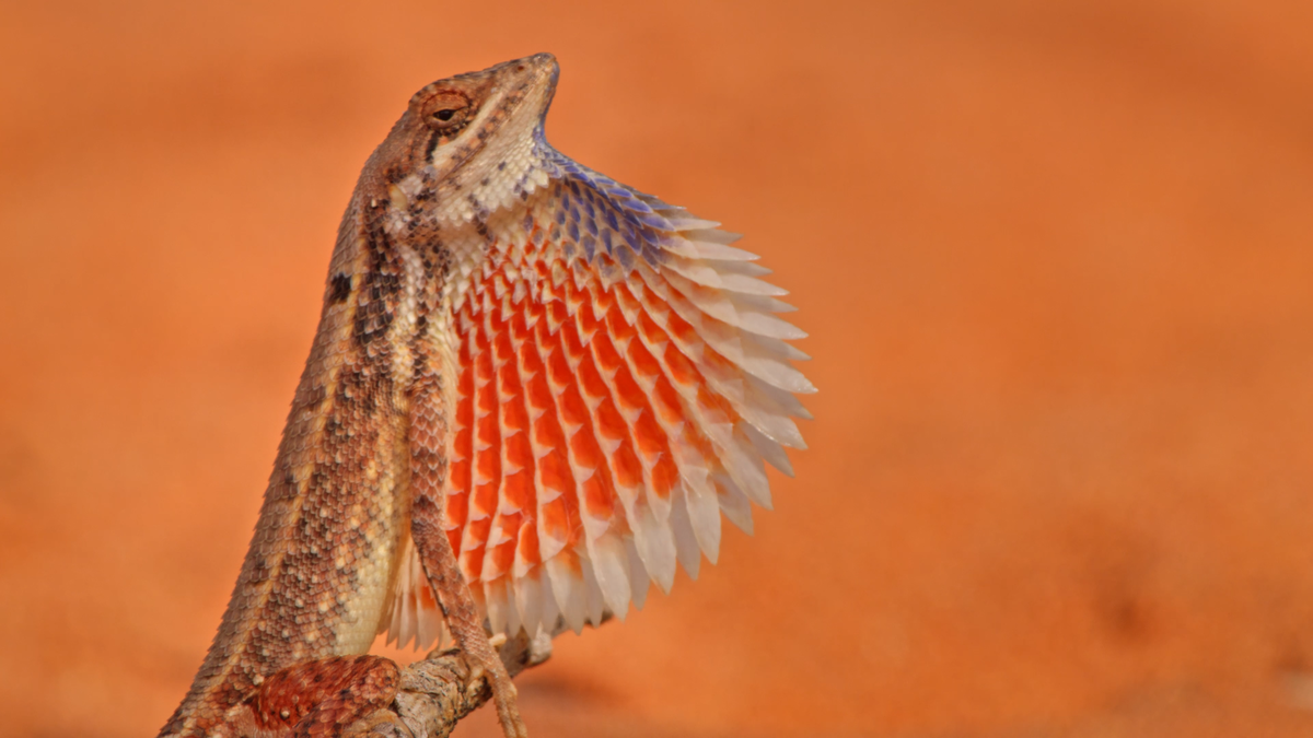 Fan-throated lizard Fan-throated lizard