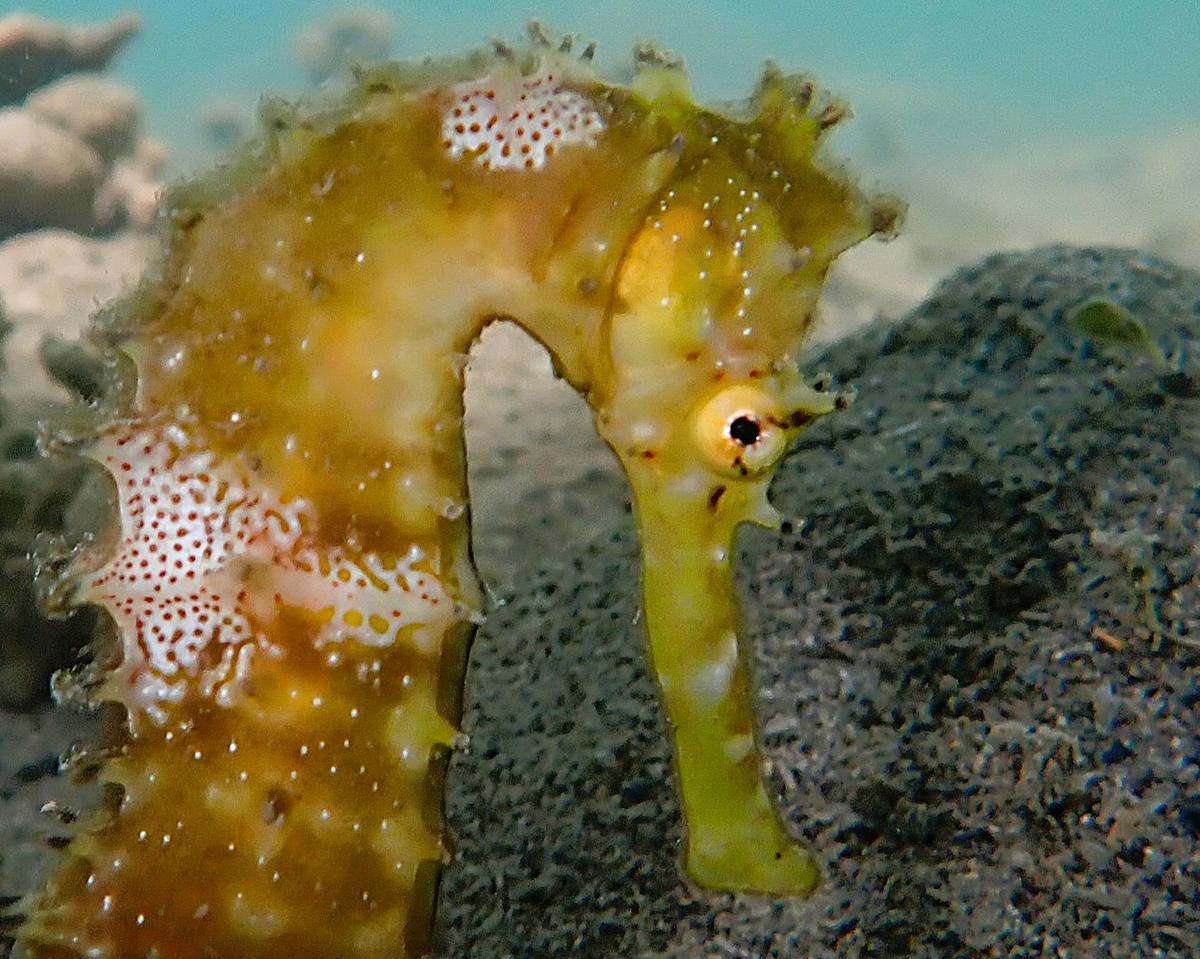 Spiny seahorse