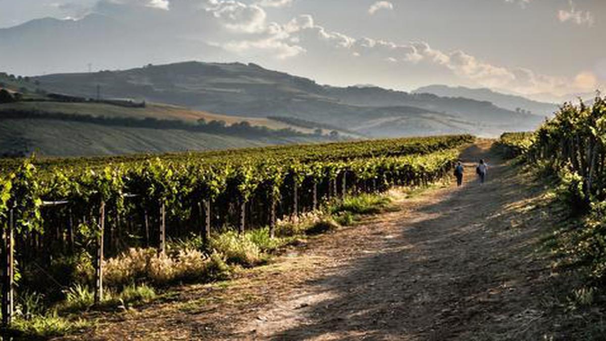 Discovering wines in Abruzzo