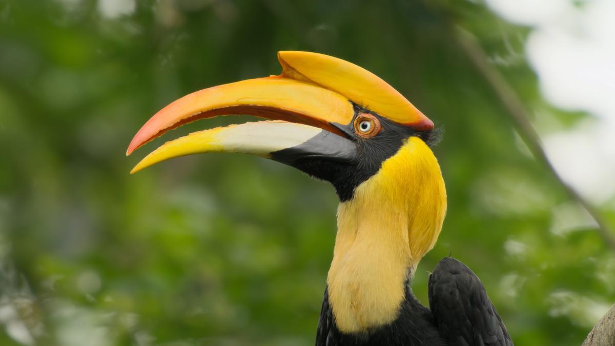 A great hornbill