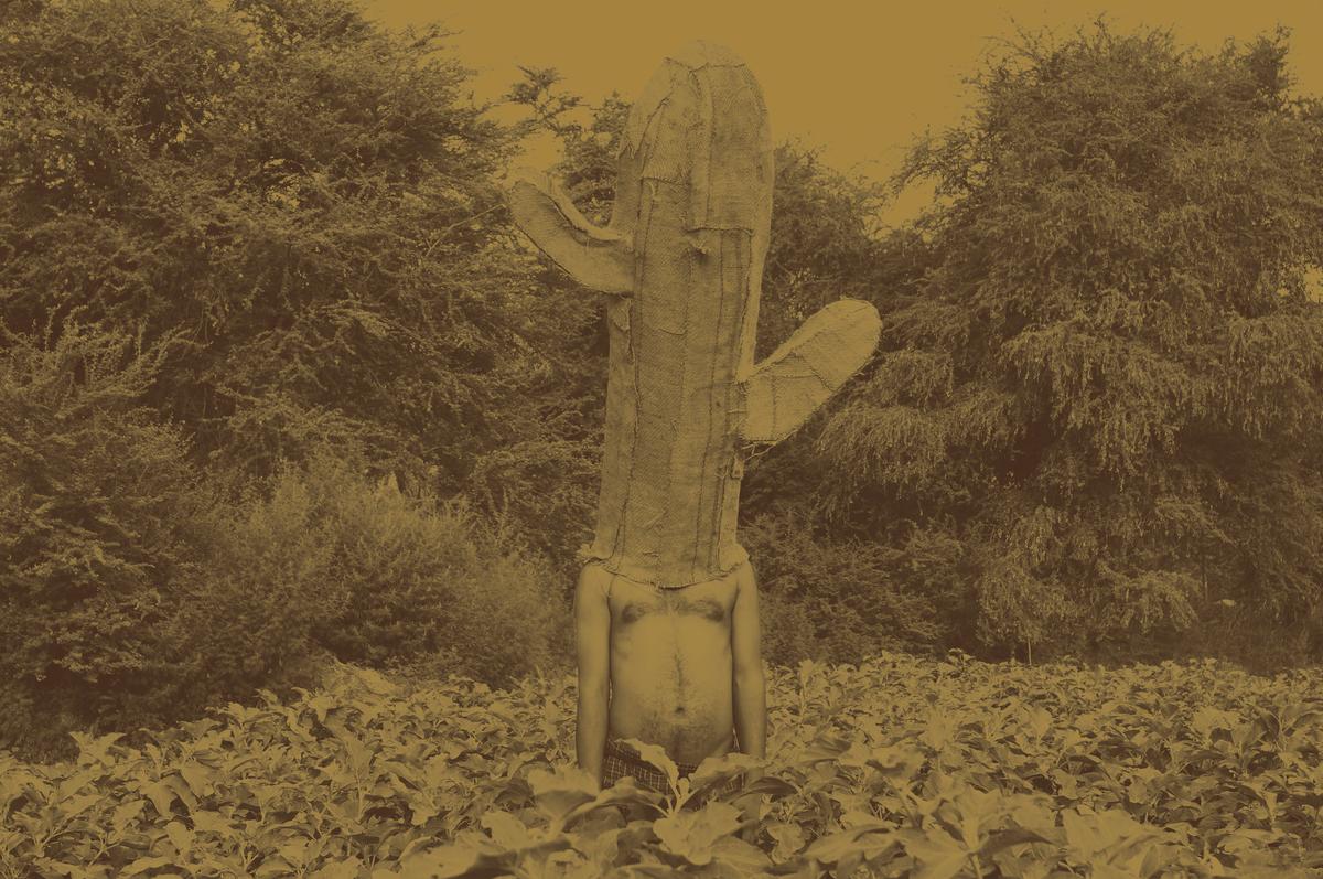 एक शांत फसल से अध्ययन (2025)