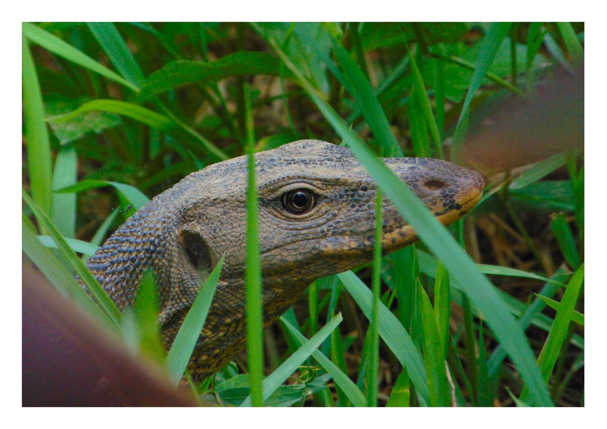  Tarash Mandi photographs a monitor lizard