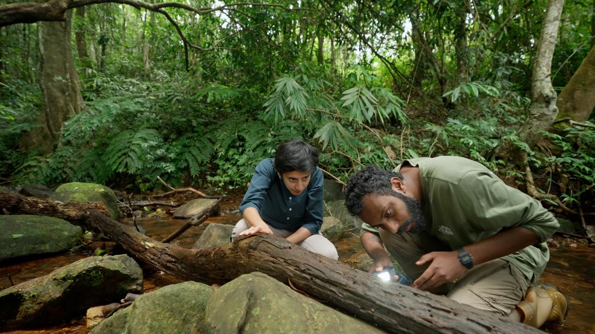 A peek into the secret lives of Coorg’s many frogs
