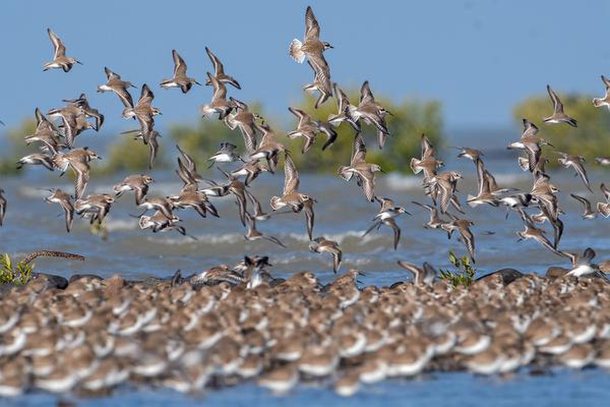 India: A Birdwatcher's Paradise