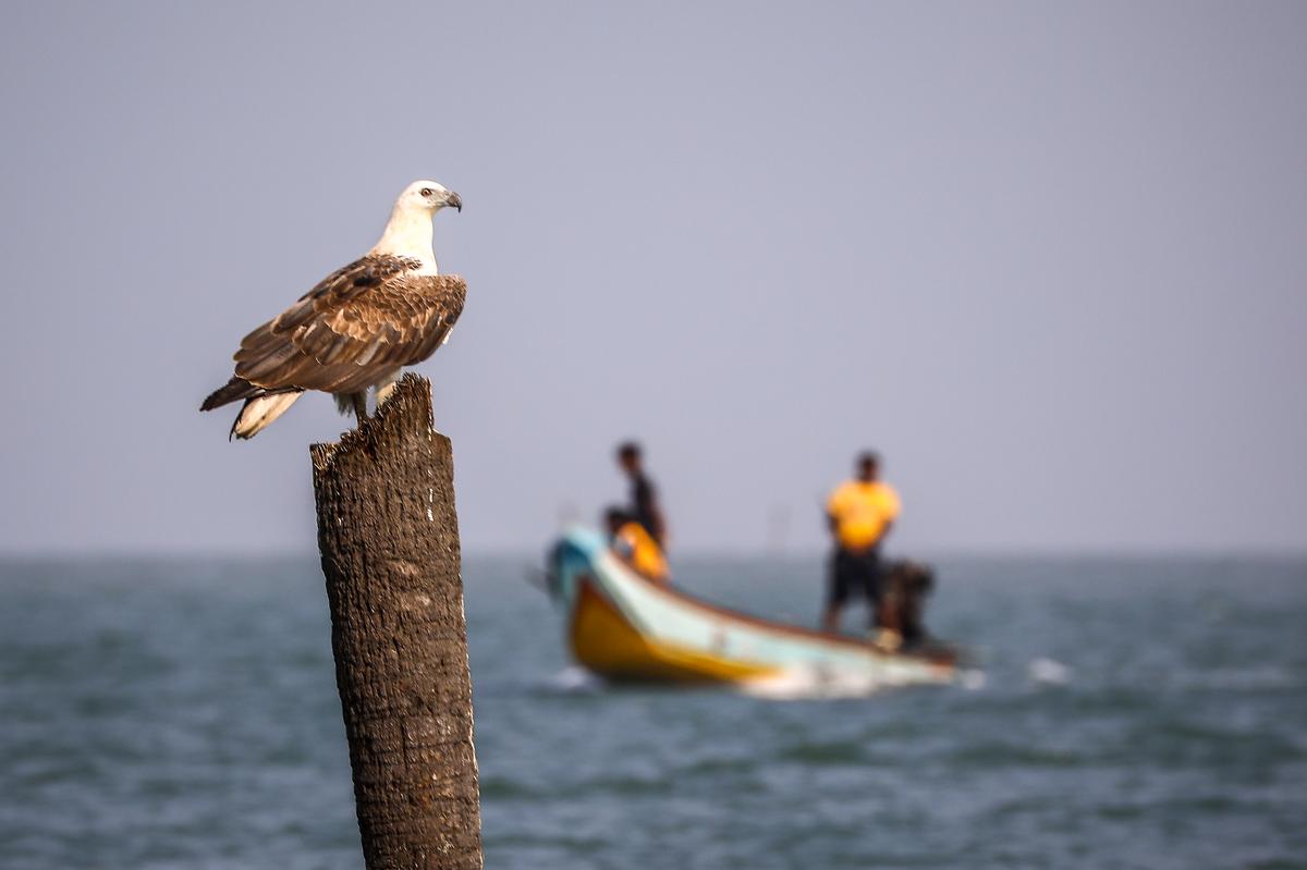 At Pulicat, which is the second largest brackish waterbody in India, next to the Chilika in Odisha. 
