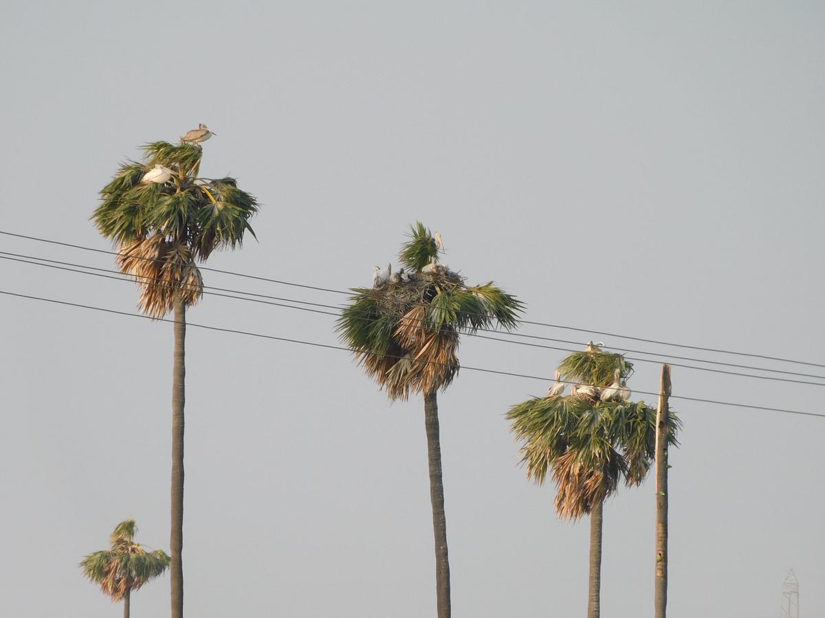 Each tree has three to four nests that the birds have fashioned out of twigs on spread out tender palm leaves