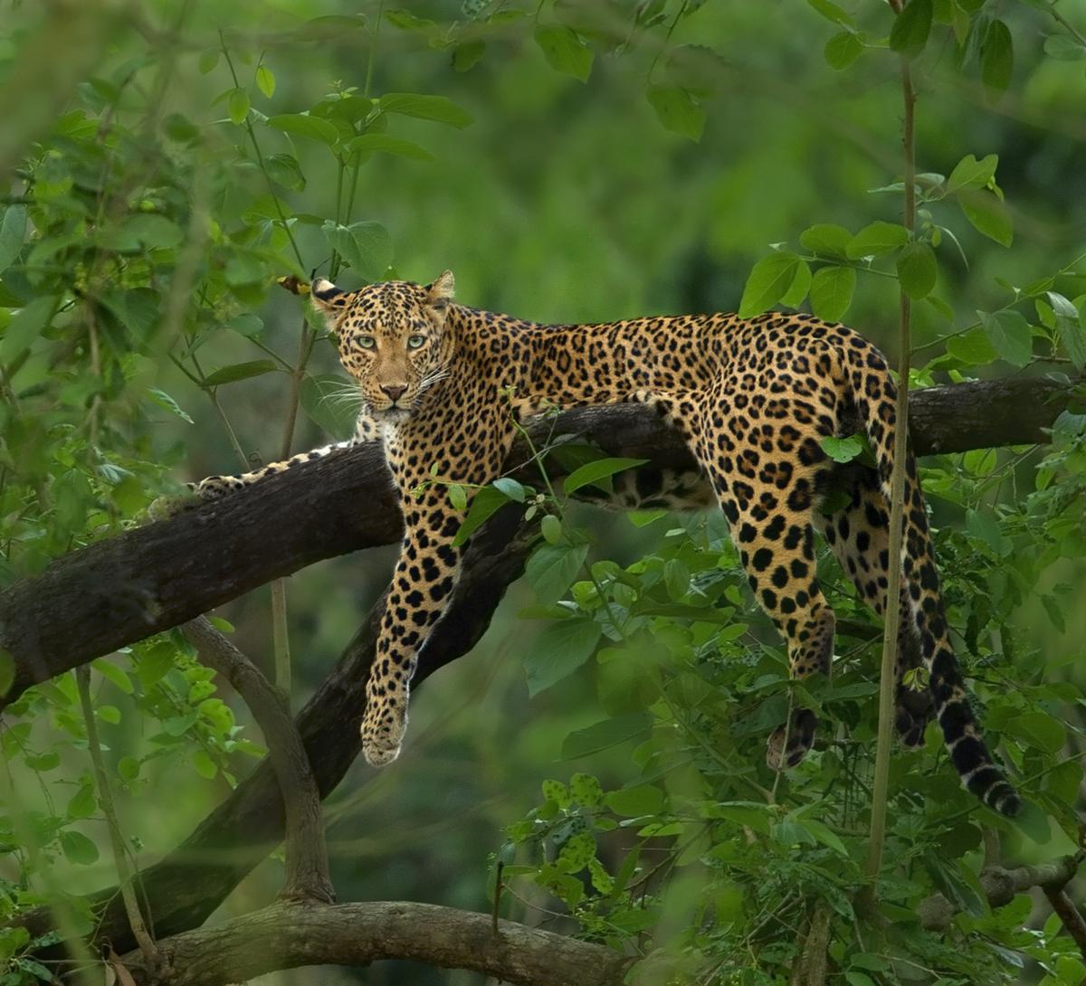 International Leopard Day is observed on 3rd May