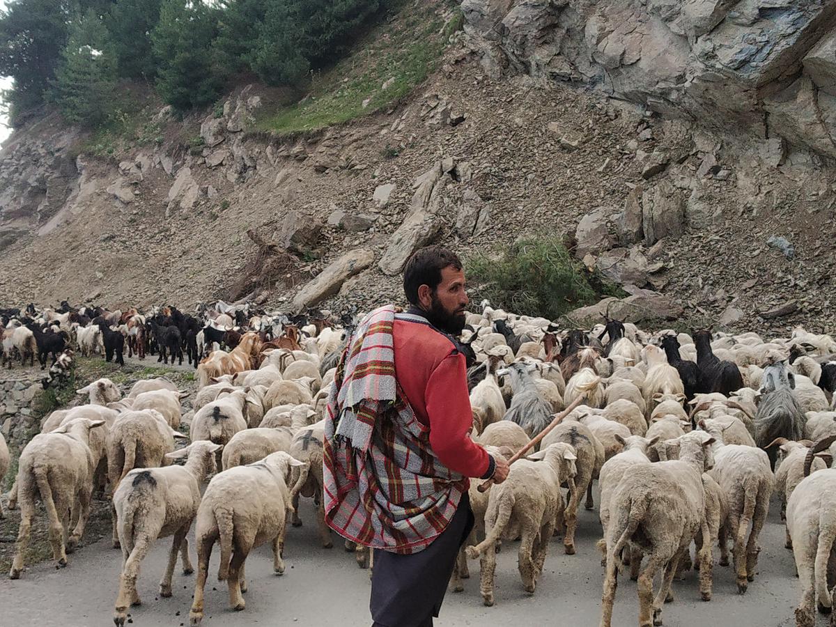 A bakarwal with his sheep 