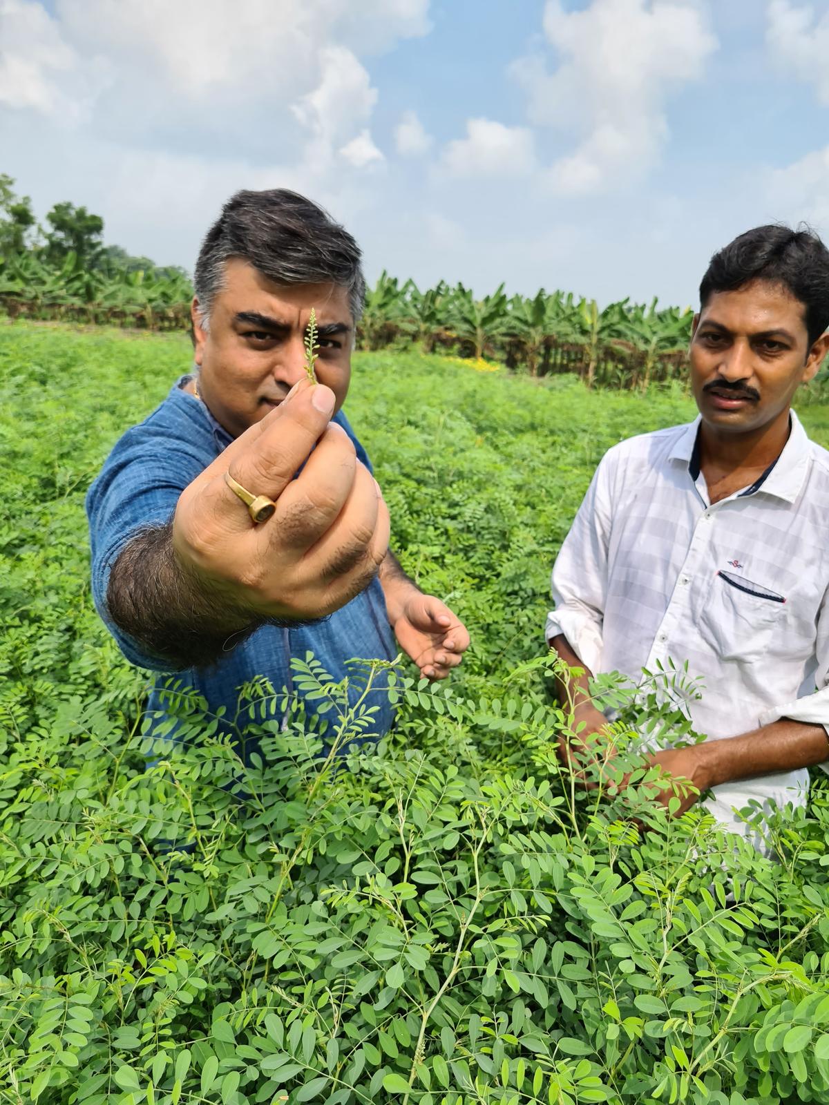 Bappaditya Biswas in a field of indigo Bappaditya Biswas in a field of indigo