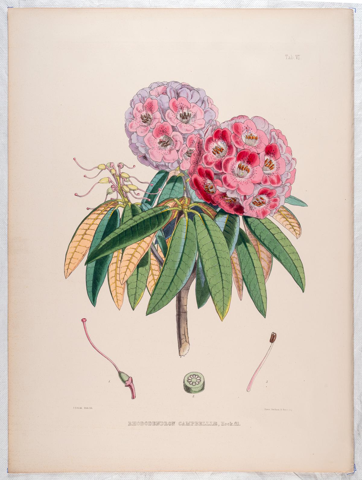 A lithograph of Rhododendron campbelliae from The Rhododendrons of Sikkim-Himalaya, authored and illustrated by Joseph Dalton Hooker, with lithography by Walter Hood Fitch