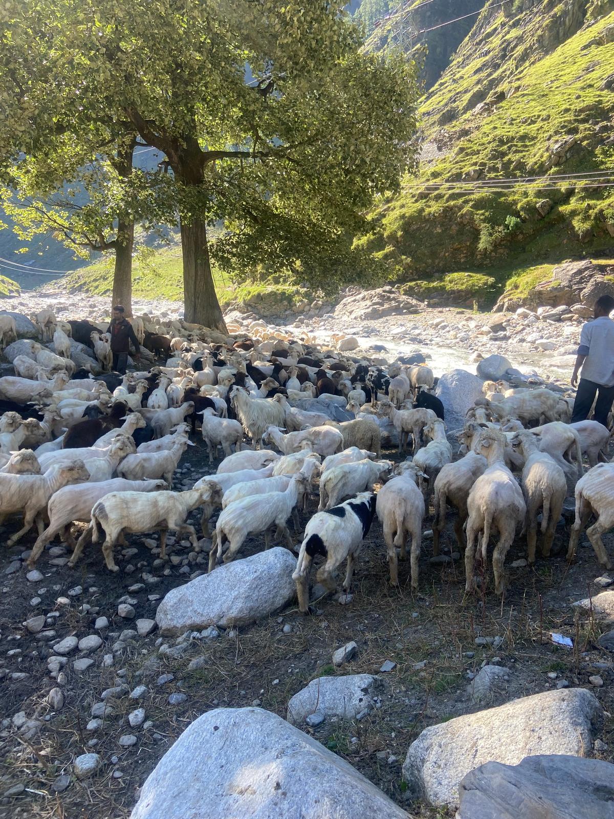 A pastoralist with his herd in Himachal Pradesh