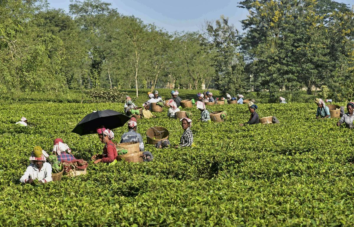 Tea gardens in Golaghat