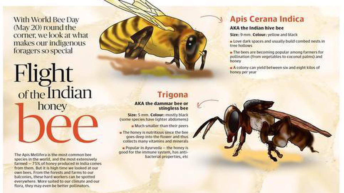 Western Honey Bee (Apis mellifera) Dimensions & Drawings