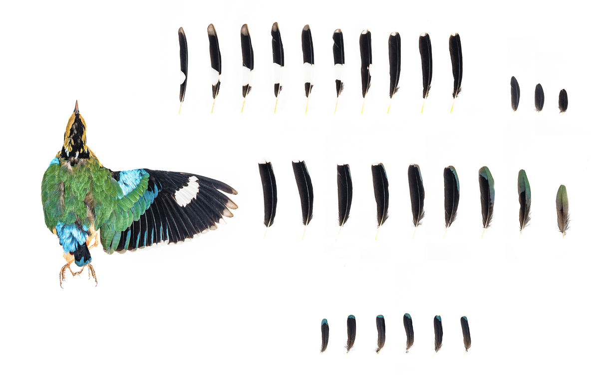 The feathers of an Indian Pitta The feathers of an Indian Pitta