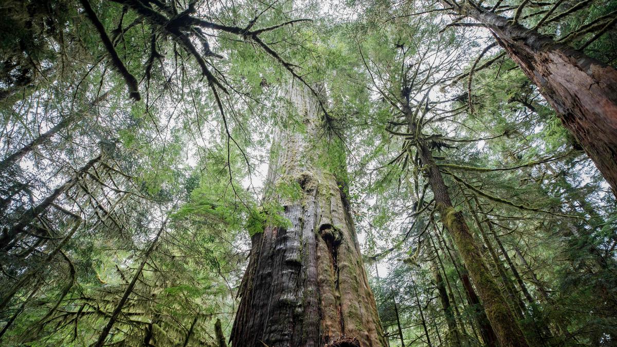 A canopy under threat