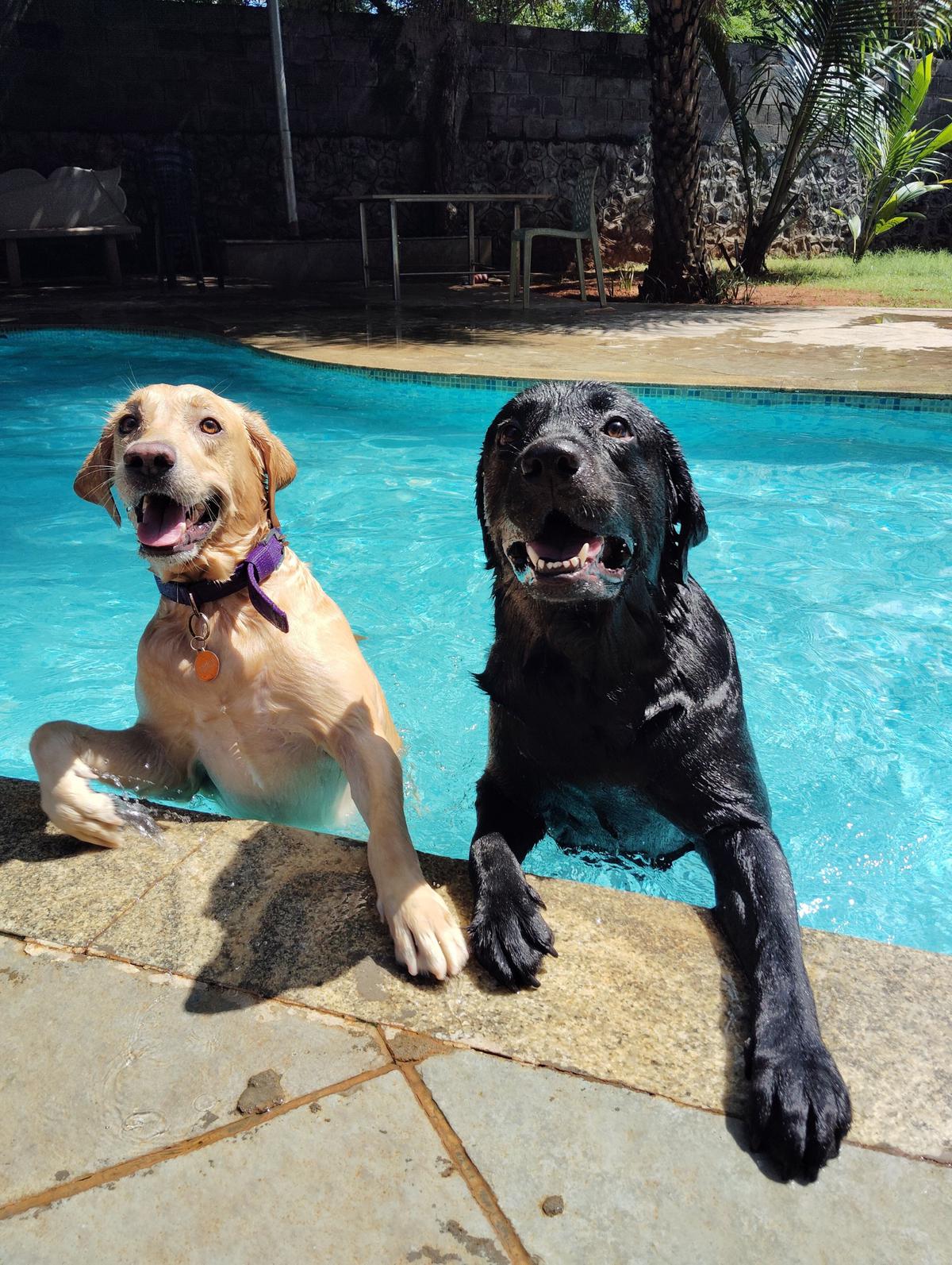 Pets cool off at the Top Dog swimming pool in Uthandi