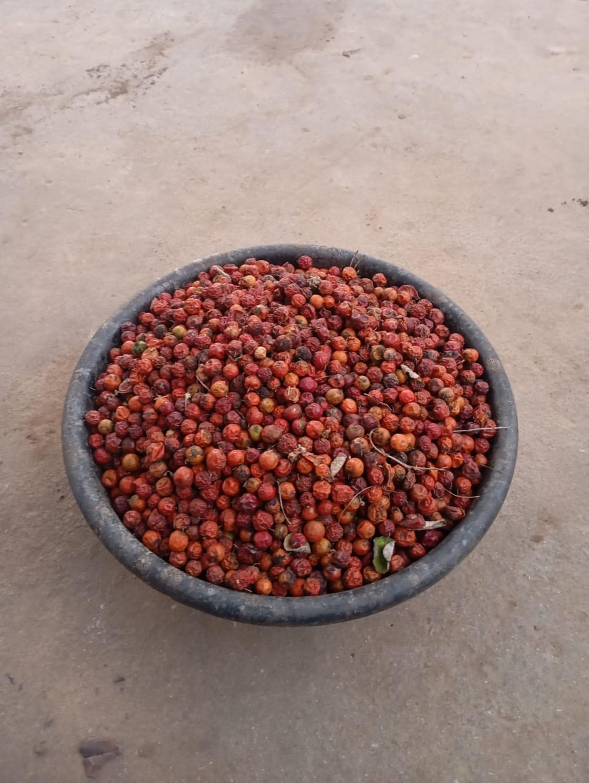 Seeds that Bharathidasan collected