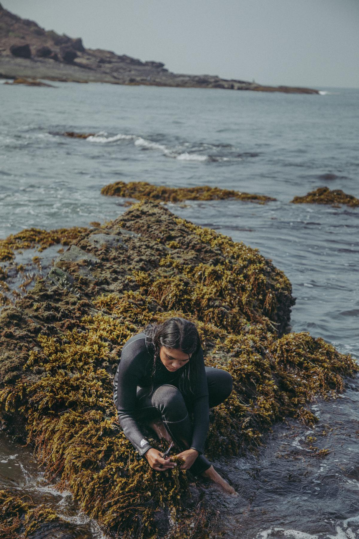 Gabriela D'Cruz harvesting seaweed