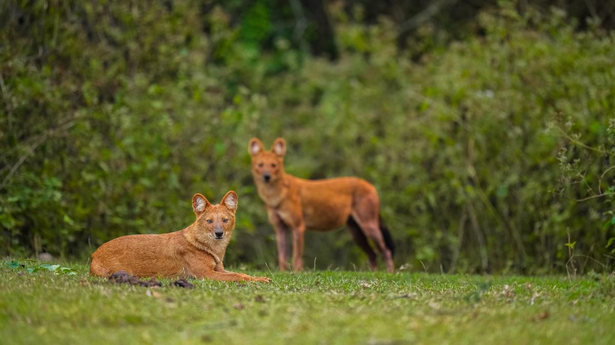 The dholes or Asiatic wild dogs have complex social structures 