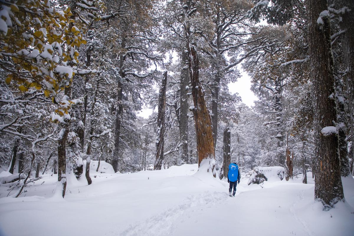 A view of the trekking trail through Kuari pass