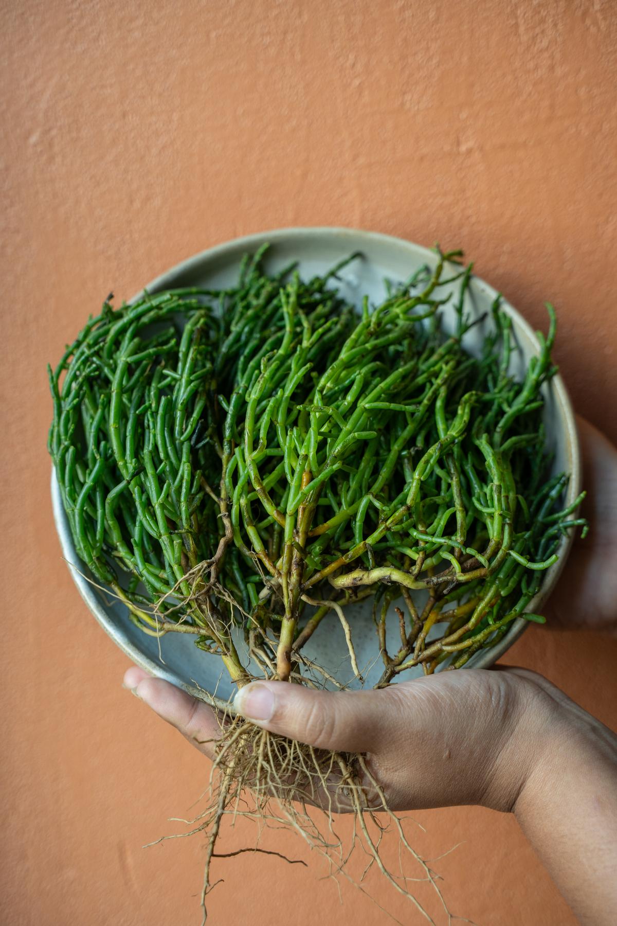 Indian sea asparagus