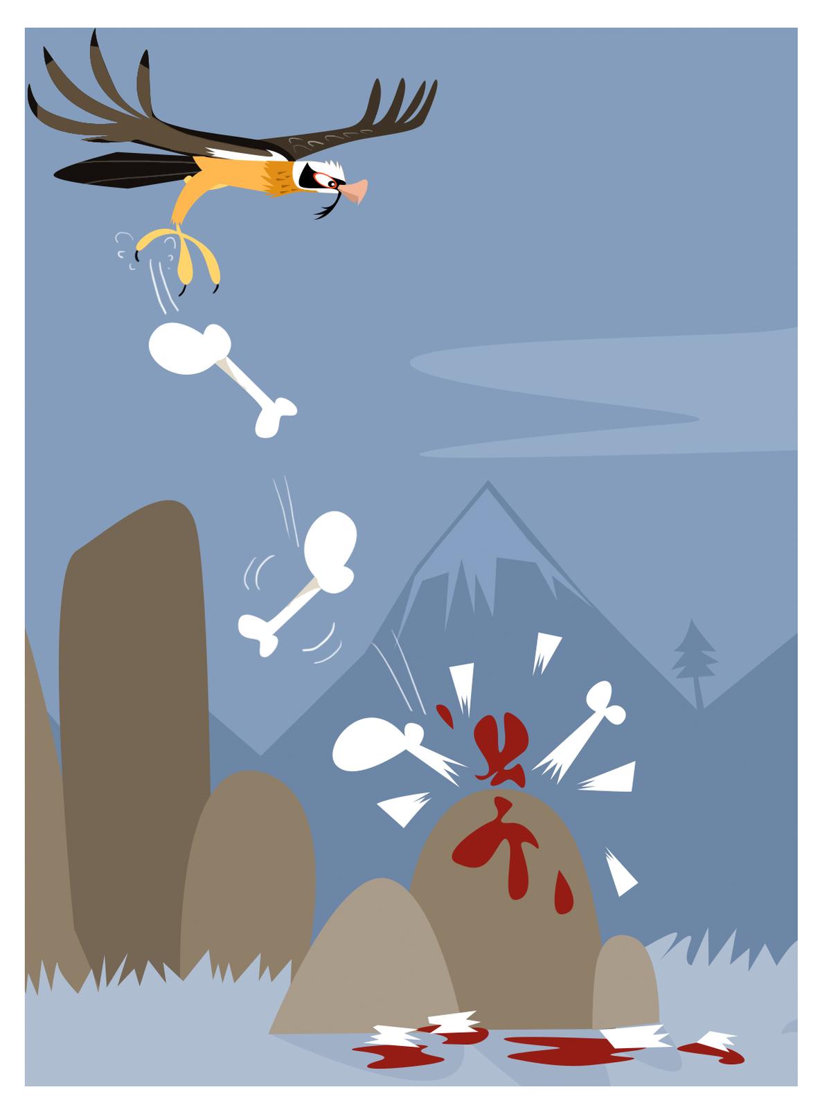 Bearded Vulture Bearded Vulture
