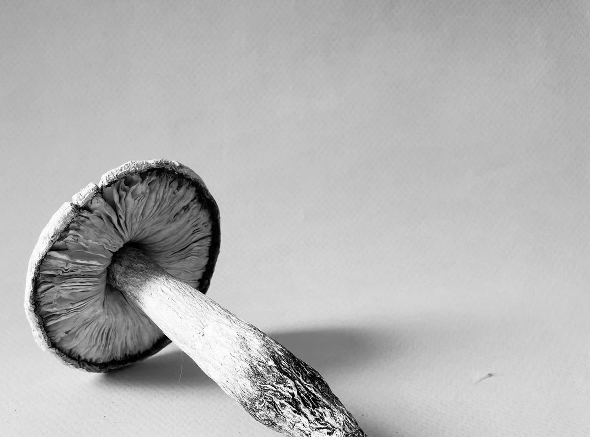 नरम कवच, जहां टूटी हुई कांच की चूड़ियाँ माइसेलियल आकृतियों से जुड़ी नाजुक मूर्तियों में बदल जाती हैं