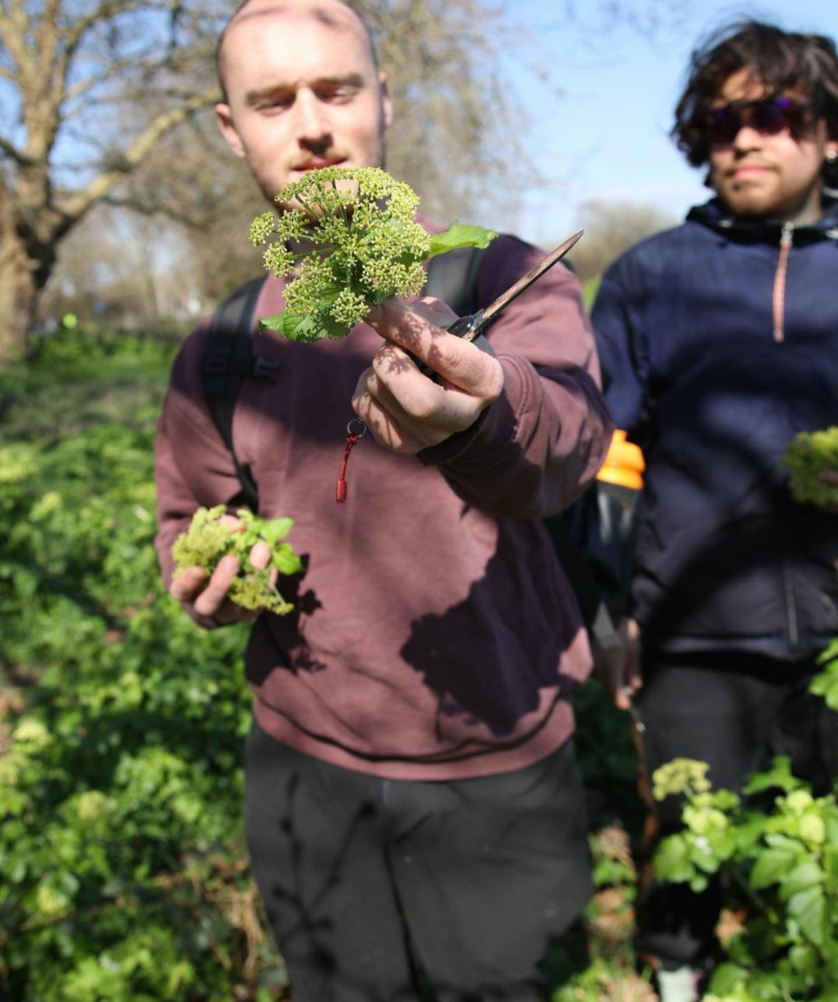 Silo’s chefs foraging Alexander pollen