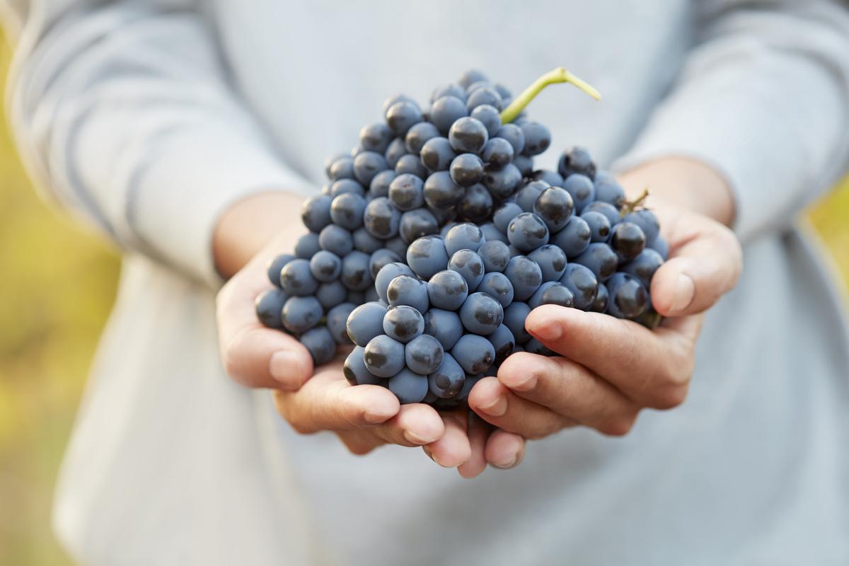 The shiraz vines are carefully trained, with one shoot per branch and only a few bunches per shoot