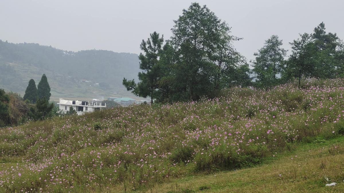 Cosmos Blossoms in Mylliem, Meghalaya