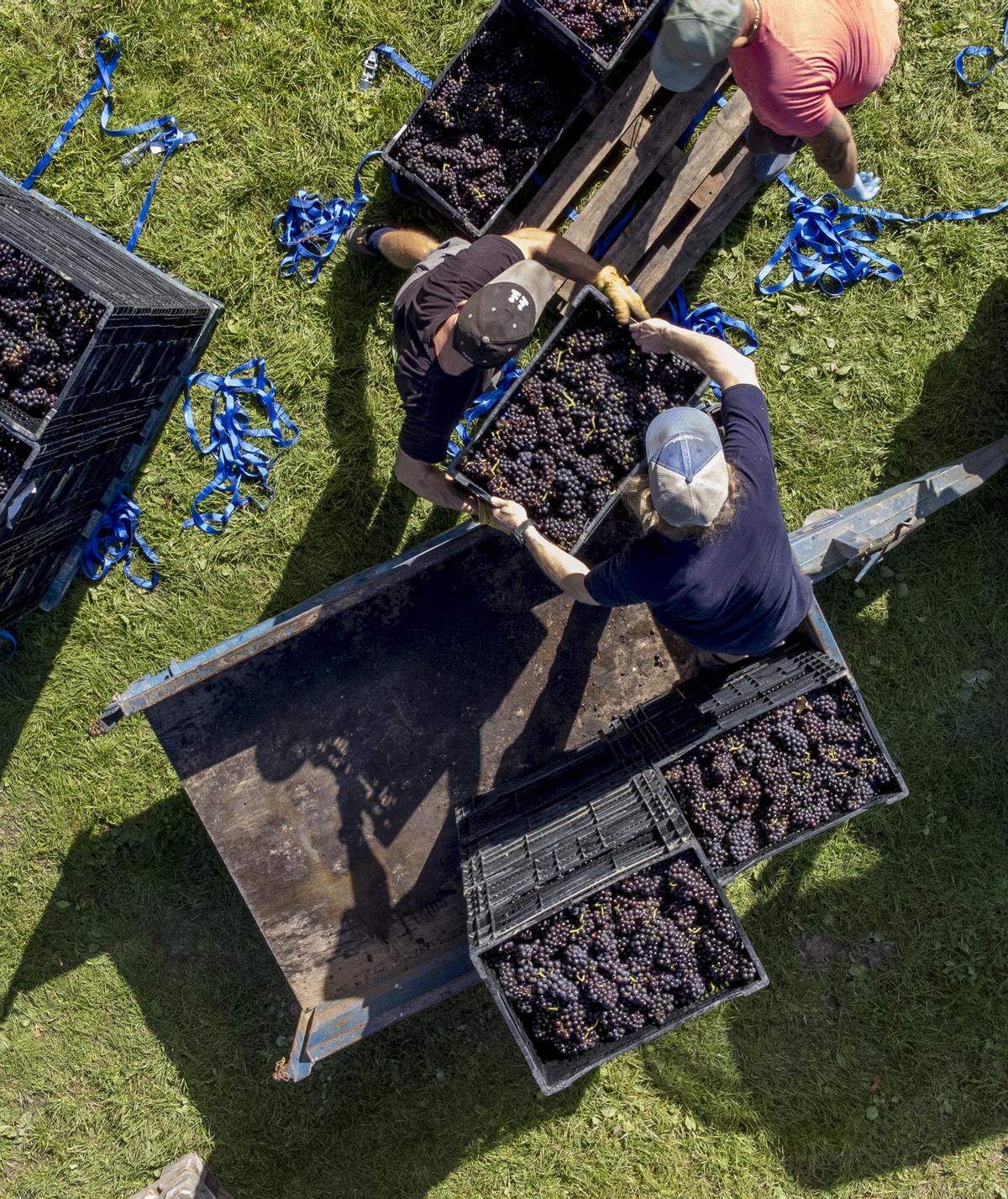 Pinot Noir being harvested