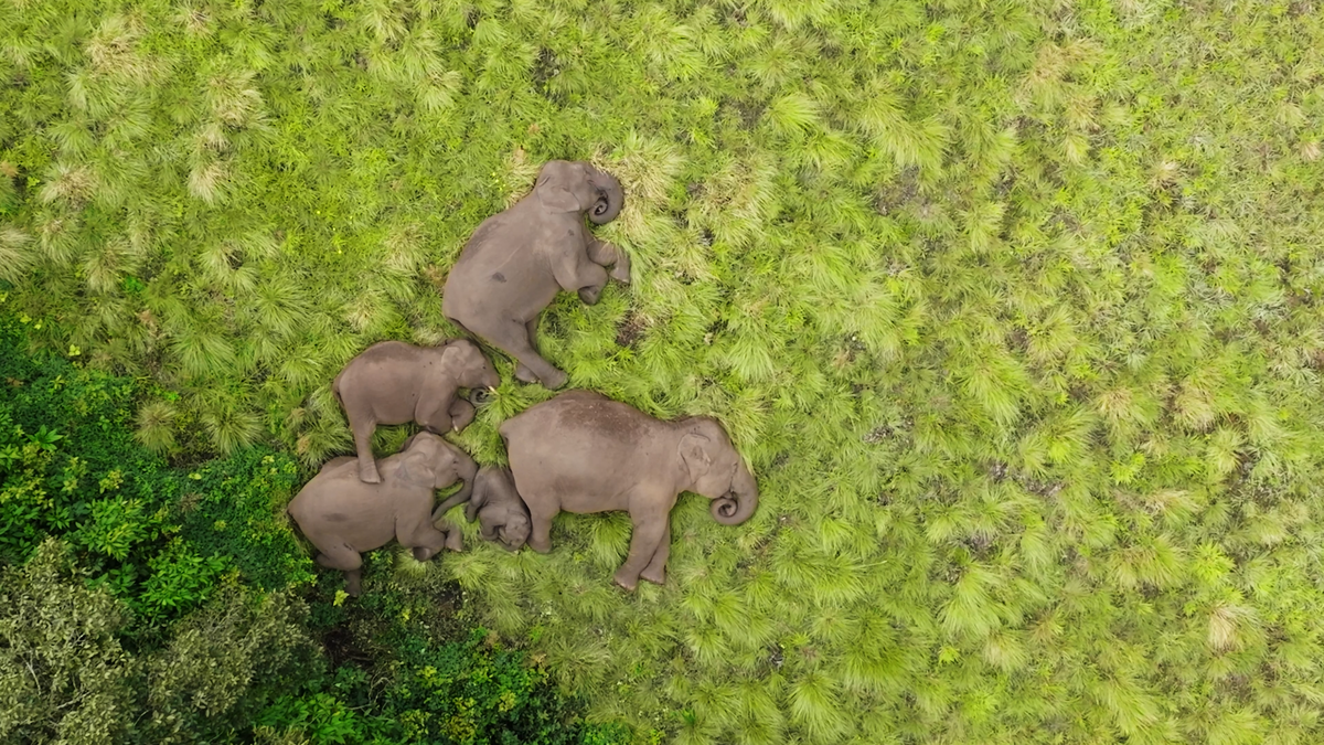 An aerial shot of elephants An aerial shot of elephants