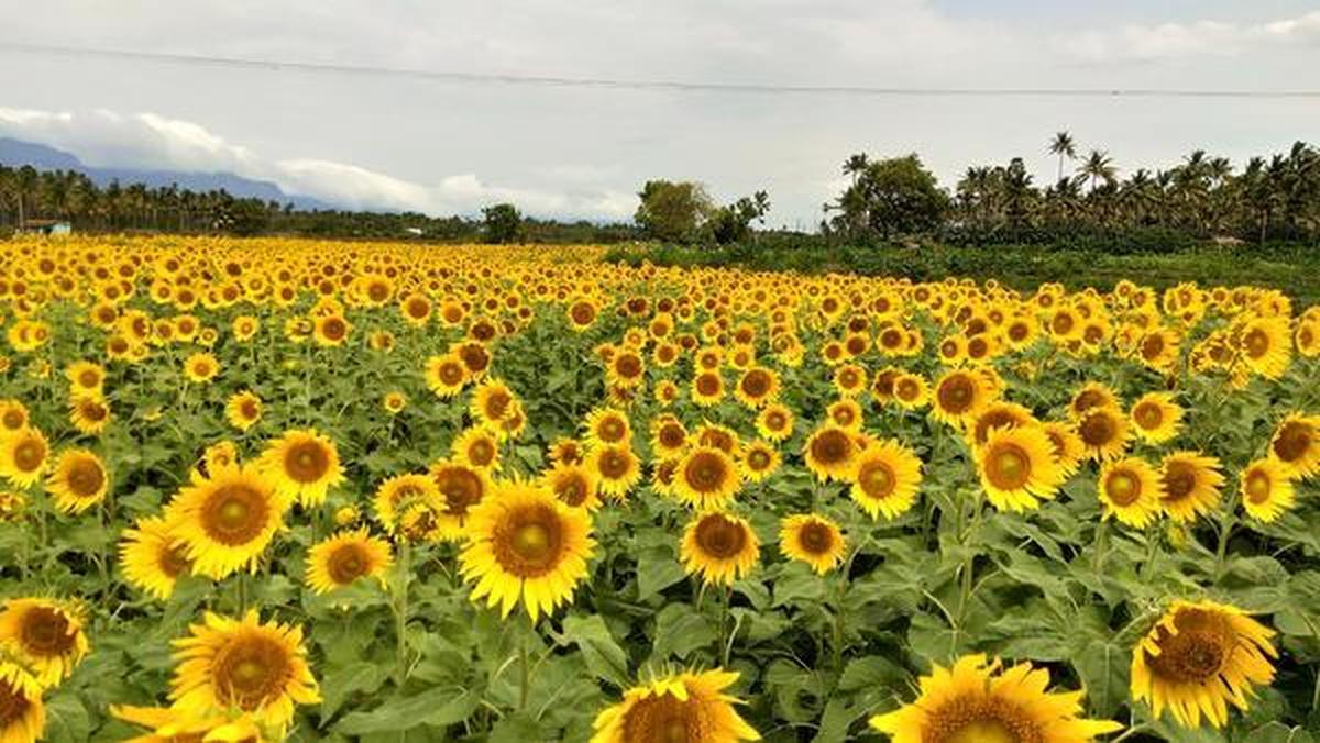 This Tamil Nadu village Sundarapandiapuram is known for its
