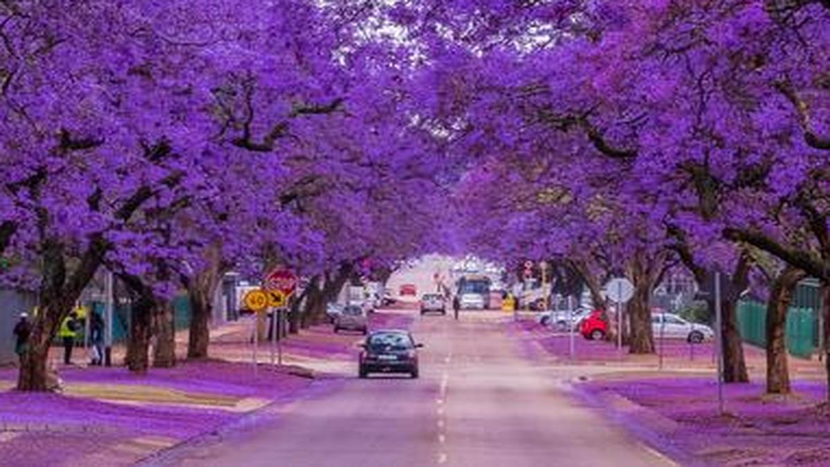 Cities of South Africa radiate purple with the Jacaranda in bloom The