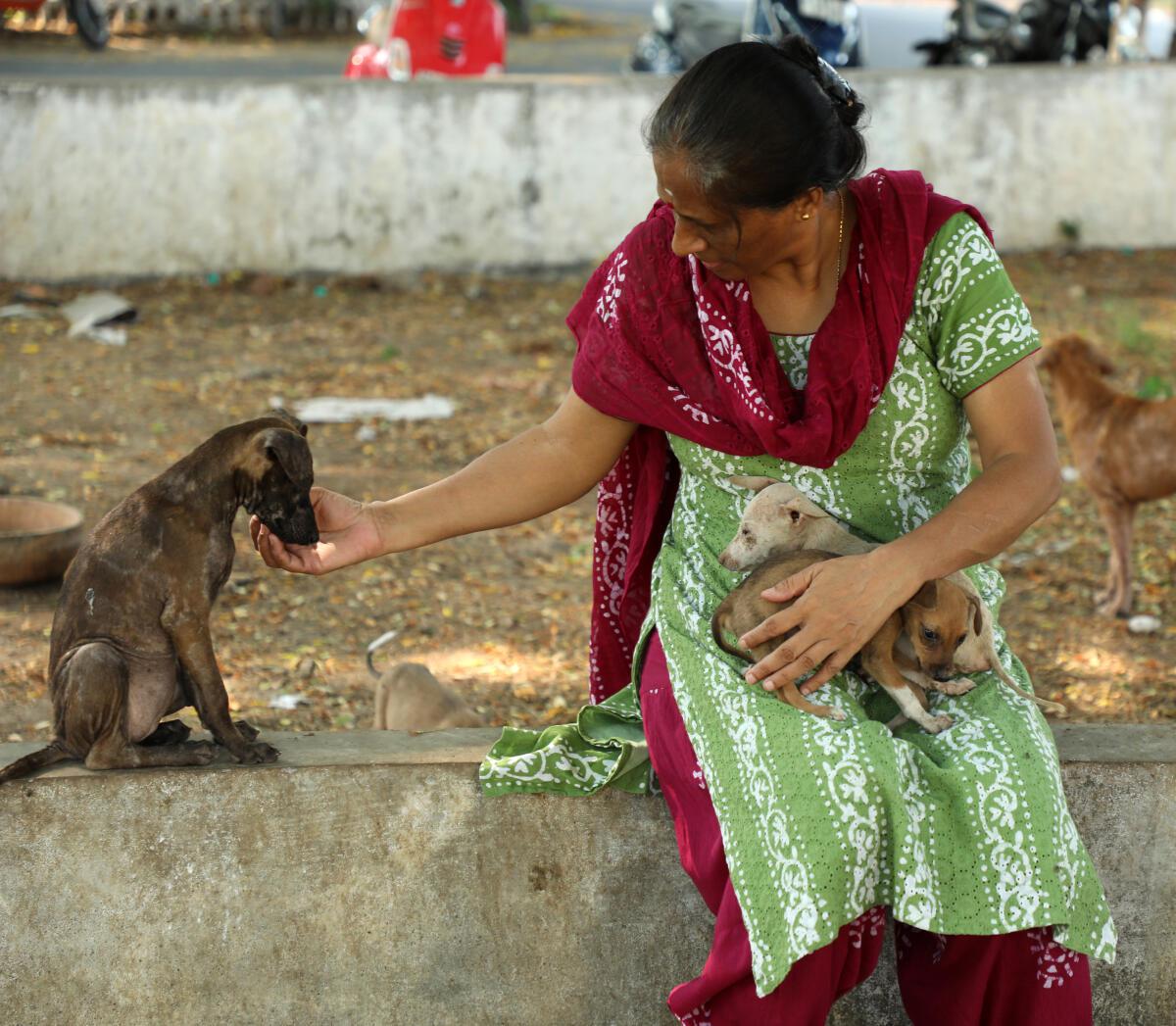 You have seen The Elephant Whisperers, now meet Chennais unsung animal  activists - The Hindu