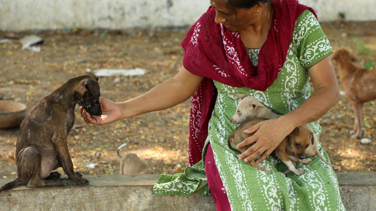You have seen The Elephant Whisperers, now meet Chennai’s unsung animal activists You have seen The Elephant Whisperers, now meet Chennai’s unsung animal activists