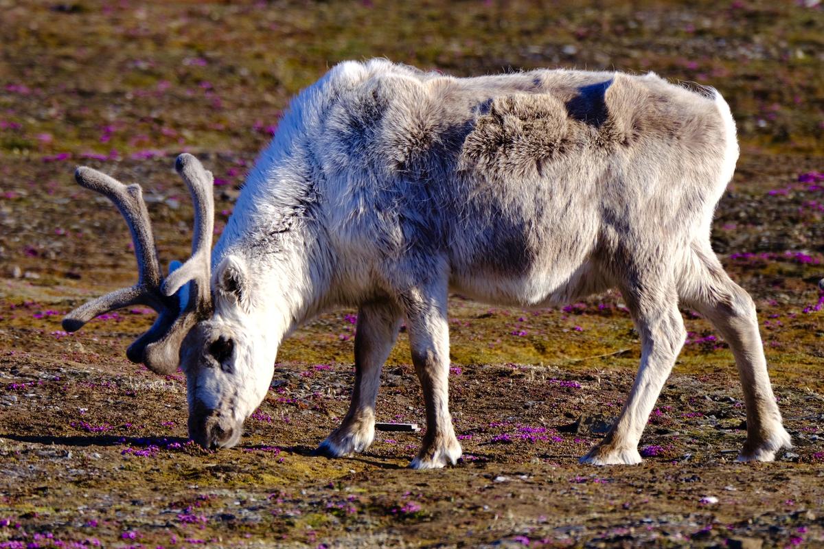 Reindeers of Longyearbyen.
