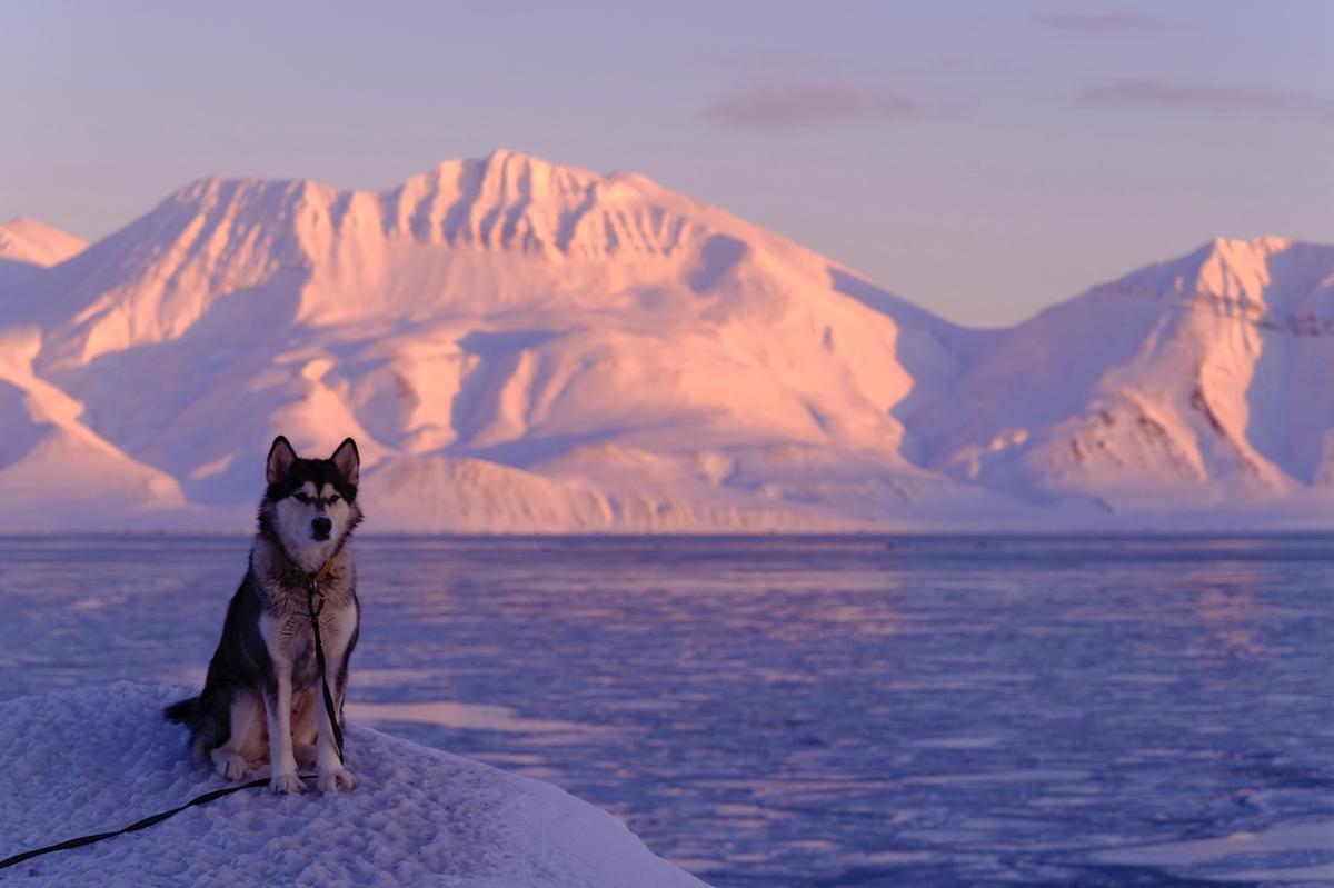 Hilde Fålun Strøm's husky Ettra by the shore of Van Keulen Fjord (Van Keulenfjorden) in the remote Arctic region of Svalbard.