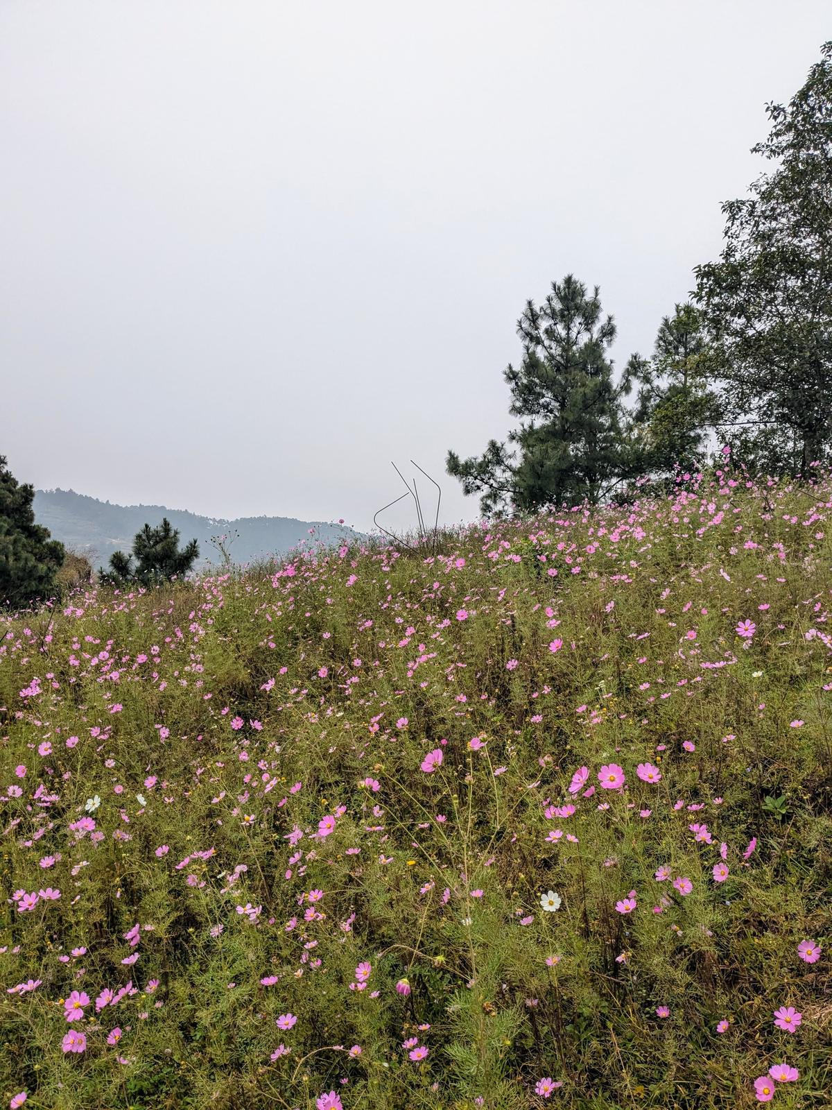 Cosmos Blossoms in Mylliem, Meghalaya