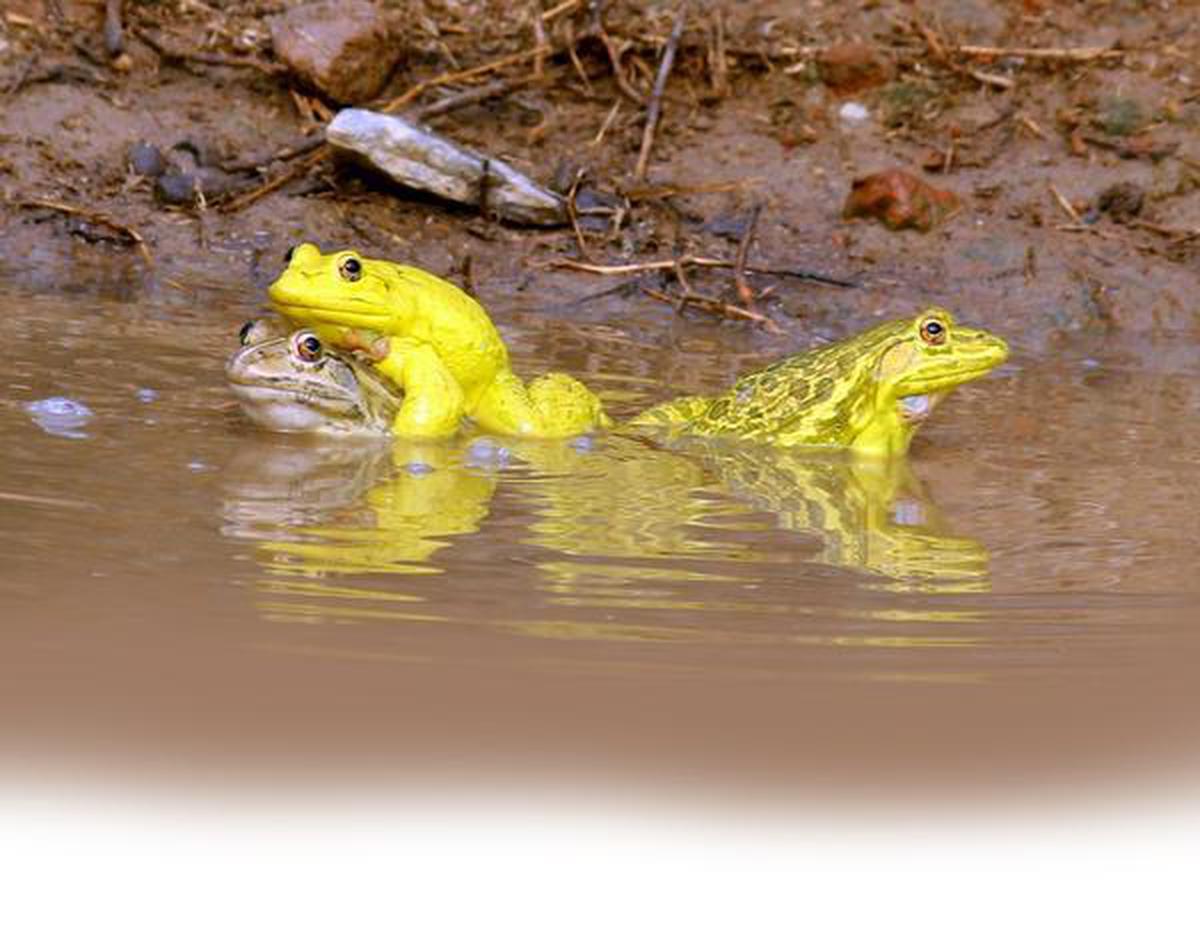 Watch the Indian Bullfrog mate in the rainy season - The Hindu