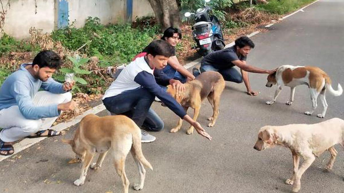 Coimbatorebased The Pawsome People Project works for the welfare of