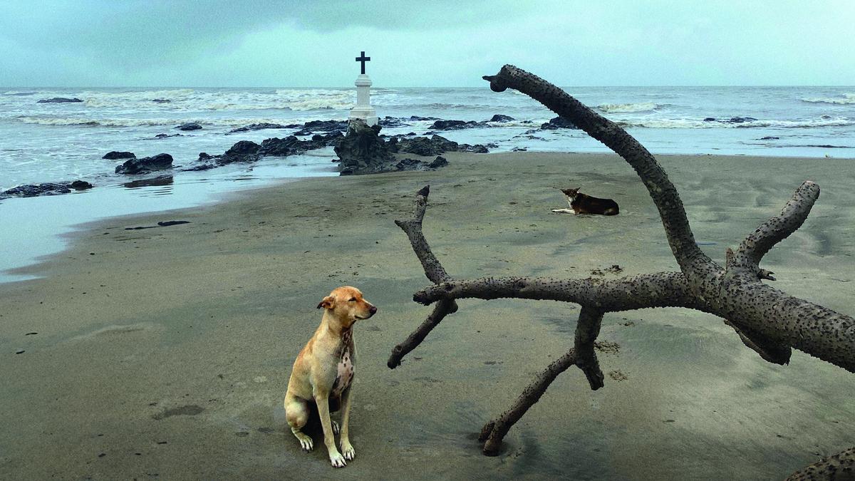 Dog day afternoons | Rohit Chawla’s ‘Rain Dogs’ showcases street dogs on Goa’s beaches